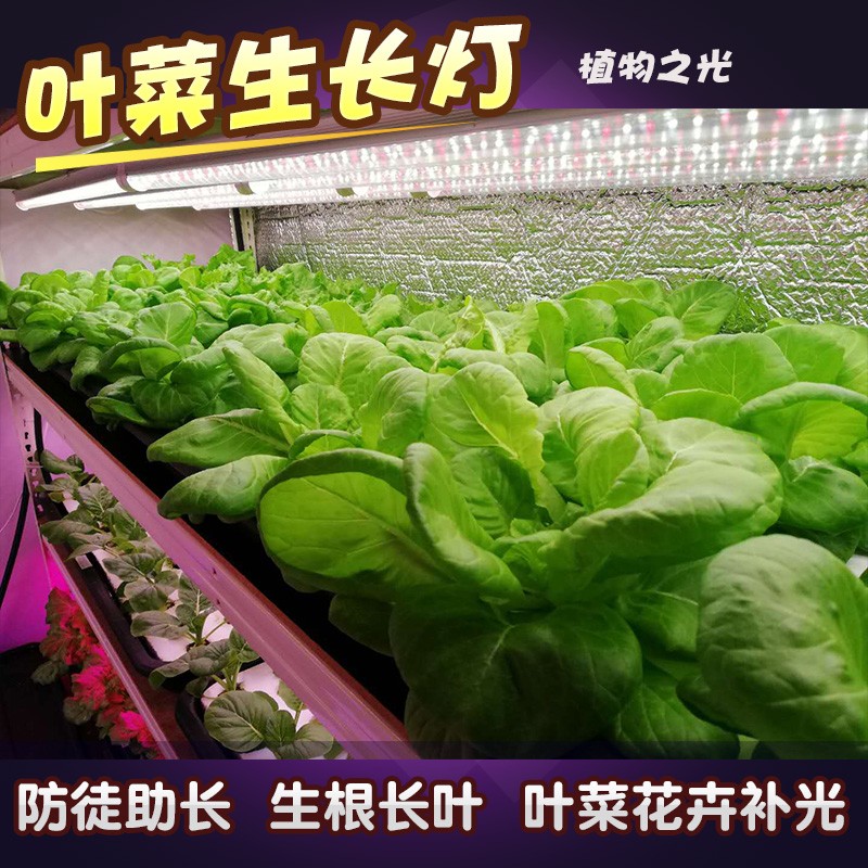 植物生长灯