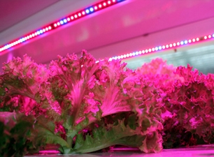 LED植物生长灯系列