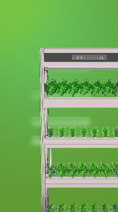 水培种植案例